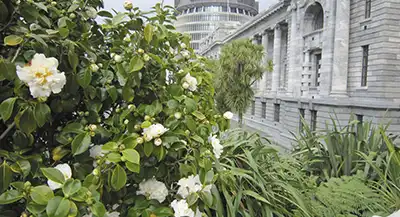 a flower bush against the outside walls of parliament. 