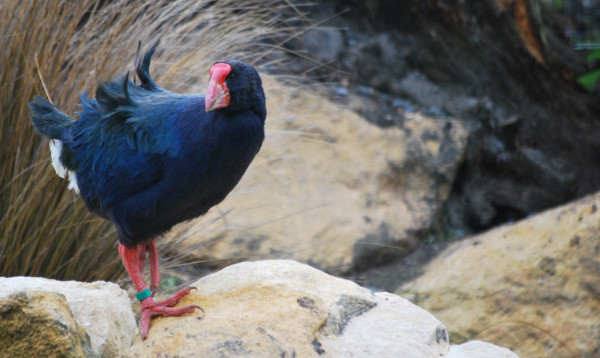 A Takahe at Willowbank Wildlife Reserve