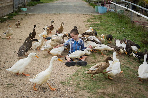Thomas sits on the ground surrounded by ducks and geese.