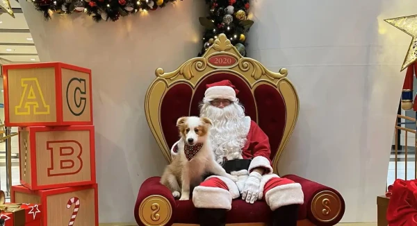 Santa on his chair holding a white and brown Border Collie.