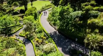 Wellington botanical gardens from a birds eye view down on two paths. 