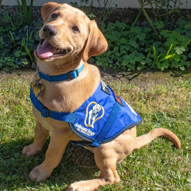 An ADNZT dog