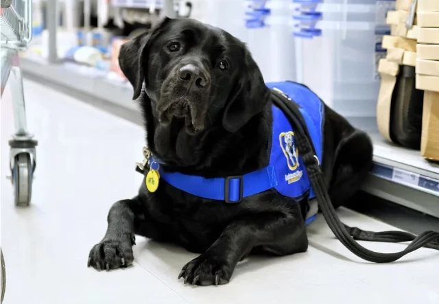 A disability assist dog sitting on the floor of a shop