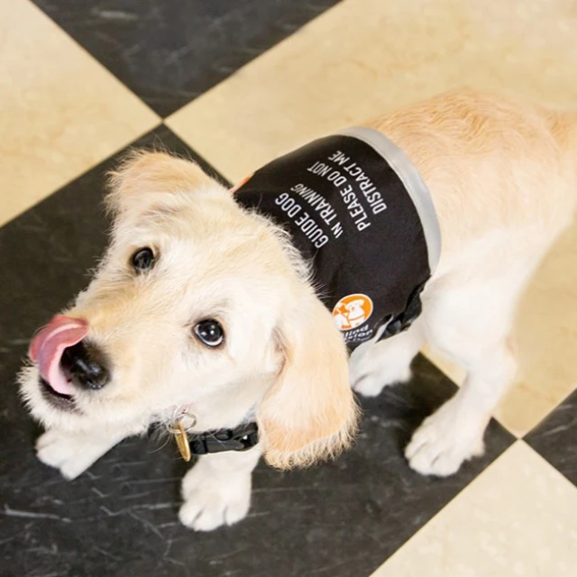 A Blind Low Vision NZ guide dog