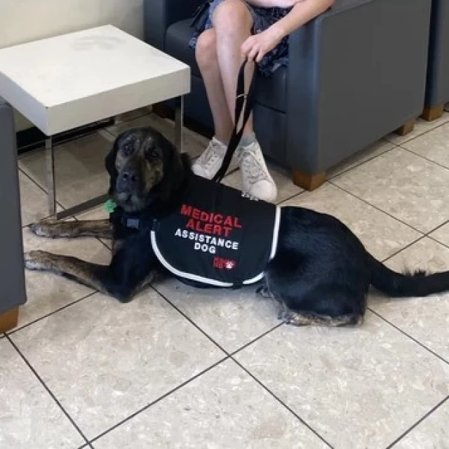 A K9 medical alert dog