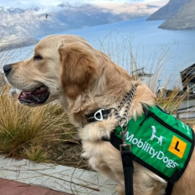 A Mobility Dog trained by Mobility Assistance Dogs Trust
