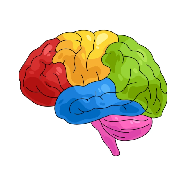 A multi- coloured brain