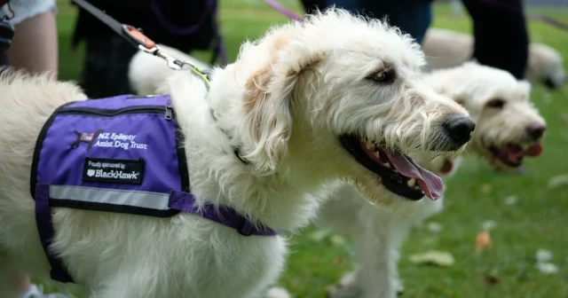 Two epilepsy assist dogs on leashes