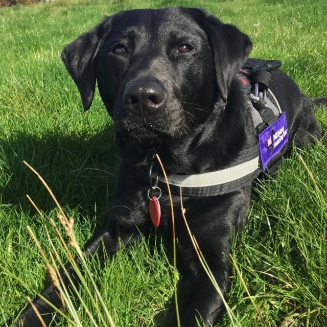 A NZ Epilepsy Assist dog