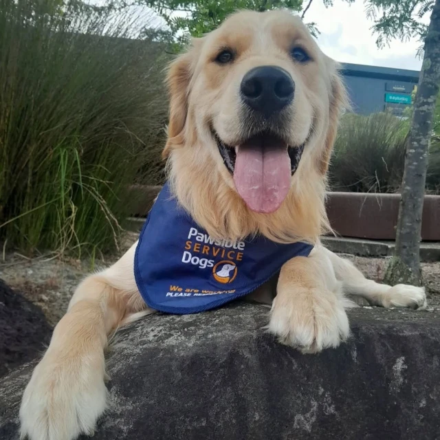 A pawsible service dog