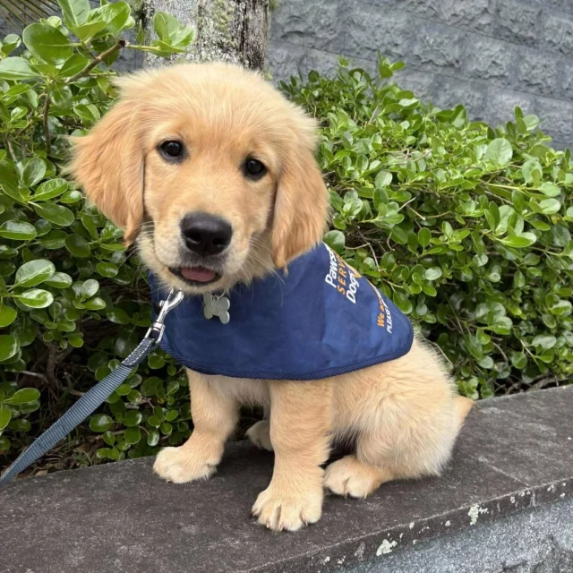 A Pawsable service puppy in training
