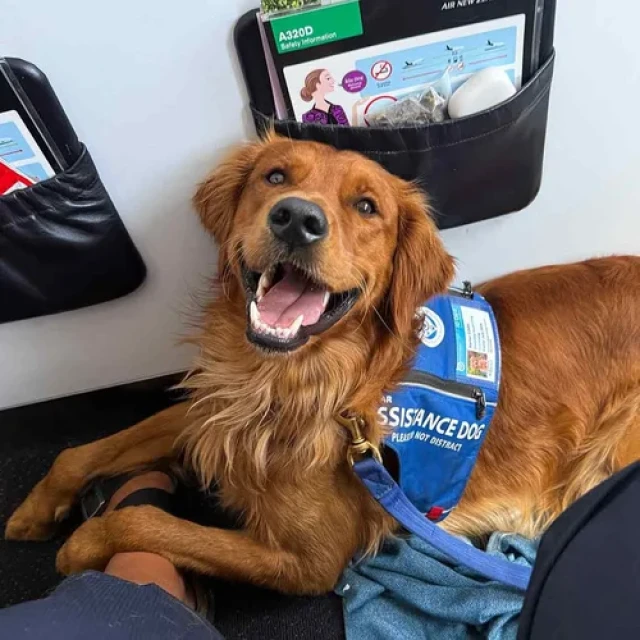 A PPADT dog