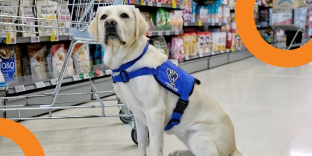 A disability assist dog in a supermarket aisle