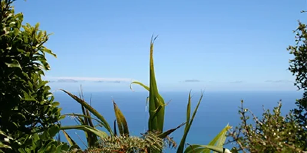 A view of the ocean from a bush area