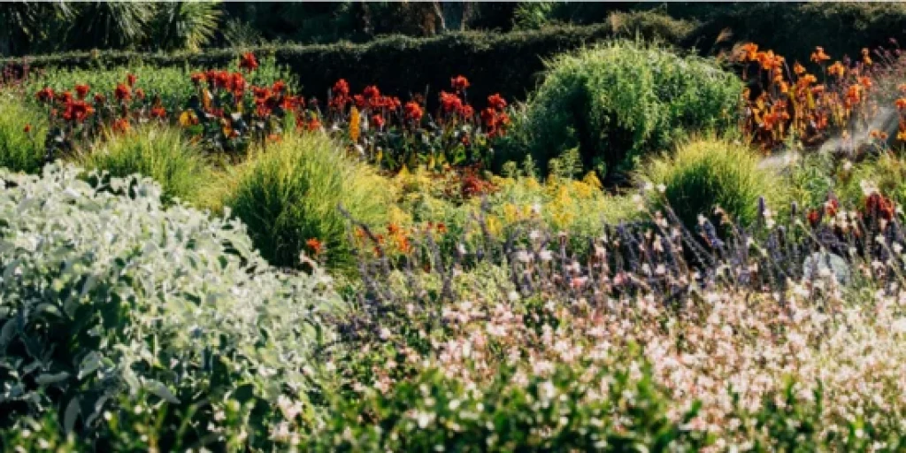 A garden with various plants and flowers
